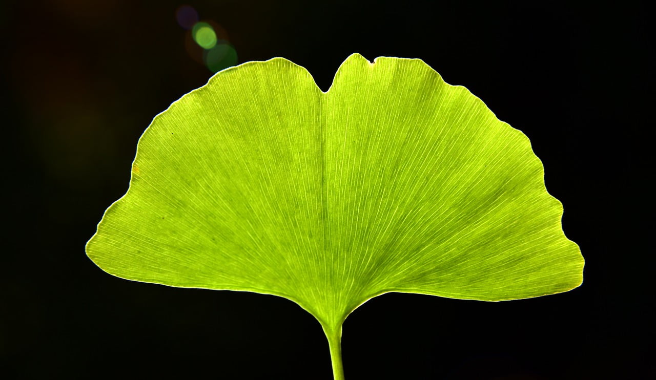 Ginko